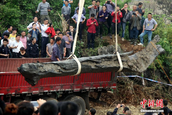 千年烏木重見天日-樹齡在4000年以上5