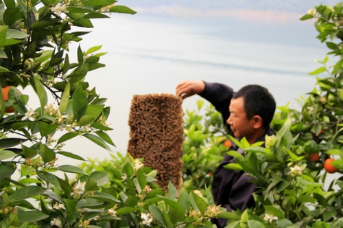 4月29日，三峽庫區(qū)湖北秭歸縣泄灘鄉(xiāng)陳家灣村五組村民陳宗紅在柑橘園里放養(yǎng)蜜蜂。