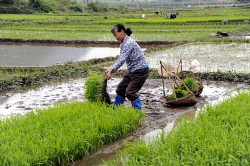 5月5日，廣西羅城縣四把鎮(zhèn)新印村村民在起秧苗，準備插田。