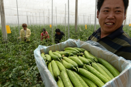 5月13日，在河北花香畦生態(tài)農(nóng)業(yè)科技有限公司有機(jī)蔬菜農(nóng)場(chǎng)雙膜溫室大棚內(nèi)，工作人員在采摘有機(jī)黃瓜。