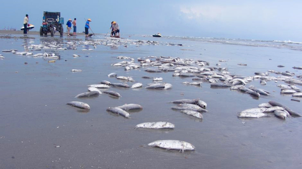 大量死魚(yú)涌上廣西白浪灘-魚(yú)身破損疑遭電炸6