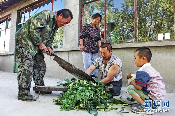 　7月14日，王曉兵（右二）和父親一起給羊鍘草。