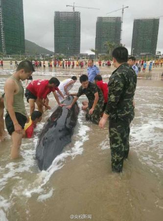 當?shù)剡叿拦俦兔癖娨黄鸨е㈩^鯨往海里走