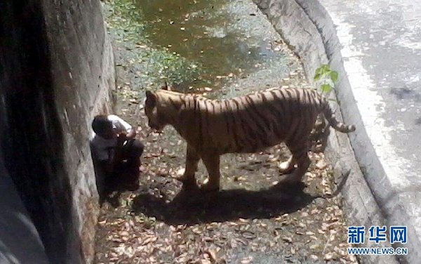 一名游客手機拍攝的照片顯示，9月23日，在印度新德里動物園，跳入老虎場地的男學生在角落里向老虎做出求饒的手勢。當日，在印度新德里的動物園，一名男學生越過柵欄跳入老虎的場地后被老虎咬死。 新華社發(fā)