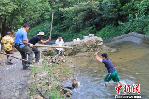 廣東三水九道山25日發(fā)生一件趣事，一頭山豬誤入漂流河道引發(fā)了“人豬大戰(zhàn)”?！埩加瘛z