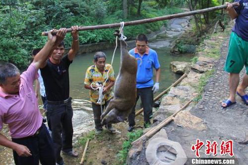 　廣東三水九道山25日發(fā)生一件趣事，一頭山豬誤入漂流河道引發(fā)了“人豬大戰(zhàn)”?！埩加瘛z