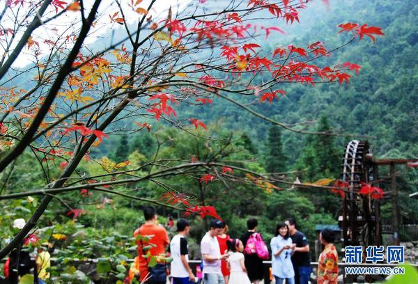 廣西賀州姑婆山楓葉泛紅，吸引眾多游客前來游覽（10月1日攝）。