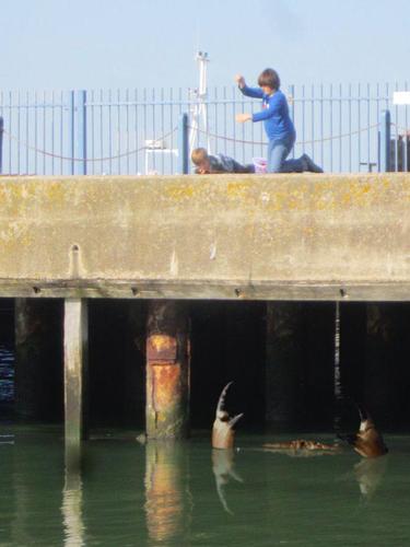 英國(guó)肯特郡惠特斯特布爾(Whitstable)港口附近水域日前再現(xiàn)“巨型螃蟹”身影。