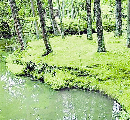 西湖邊試驗苔蘚鋪地-這里或將出現(xiàn)國內首個苔蘚公園2