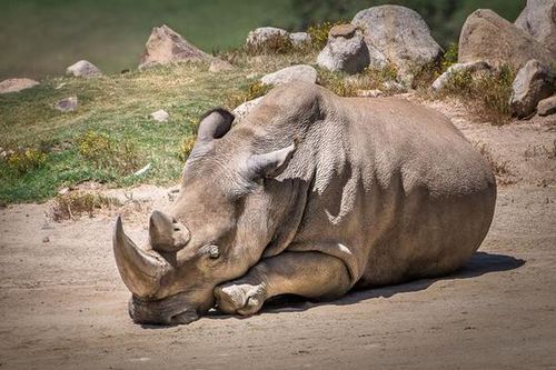 美國(guó)加州圣地亞哥動(dòng)物園的一只北方白犀牛因高齡而死亡，使得世界上碩果僅存的北方白犀牛只剩下5只，瀕臨絕種。