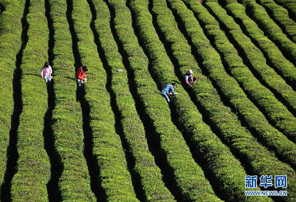 全國(guó)各產(chǎn)茶區(qū)迎來“明前茶”采摘高峰10