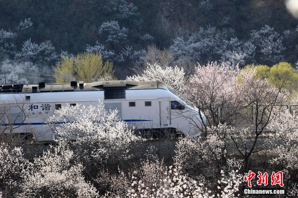 和諧號(hào)列車穿越居庸關(guān)花海 被贊開往春天的列車4