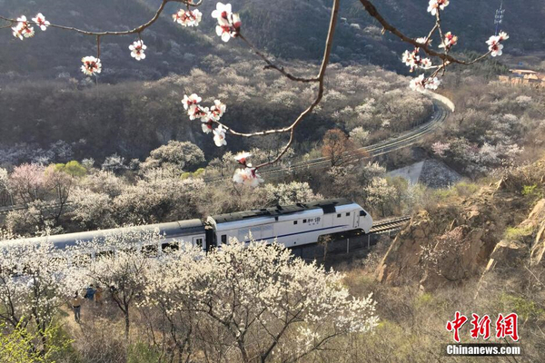 和諧號(hào)列車穿越居庸關(guān)花海 被贊開往春天的列車3