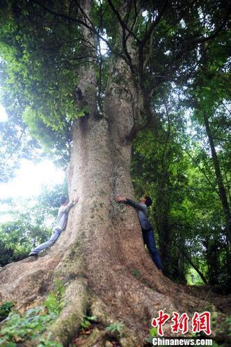 圖為樹齡超600歲的楠木古樹。陳碧生攝