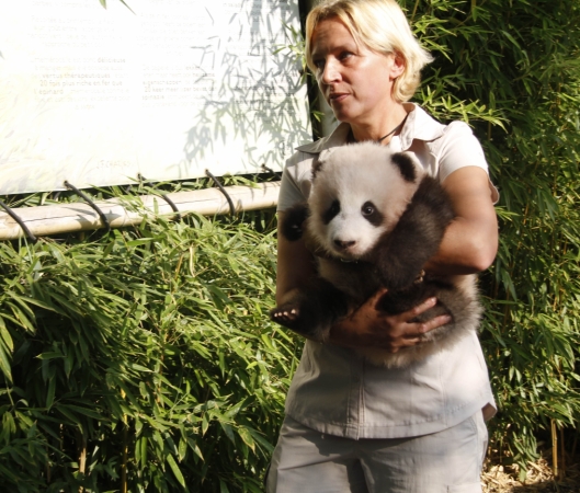 9月15日，在比利時(shí)布呂熱萊特的天堂動(dòng)物園，工作人員抱著大熊貓寶寶“天寶”出席取名儀式。