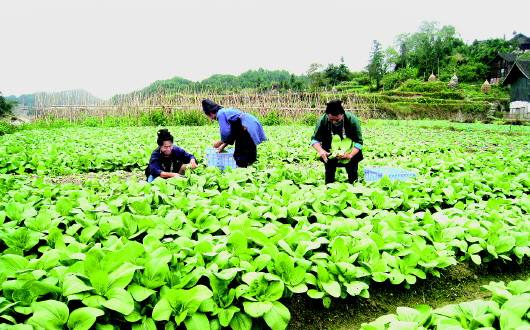 住滇全國政協(xié)委員共議精準(zhǔn)扶貧