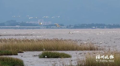 閩江河口濕地棲息著大量鳥類。記者 林雙偉 攝