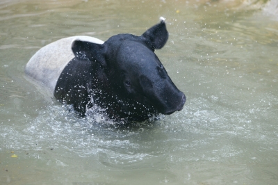 動(dòng)物園防暑:動(dòng)物們每天吃掉900斤西瓜